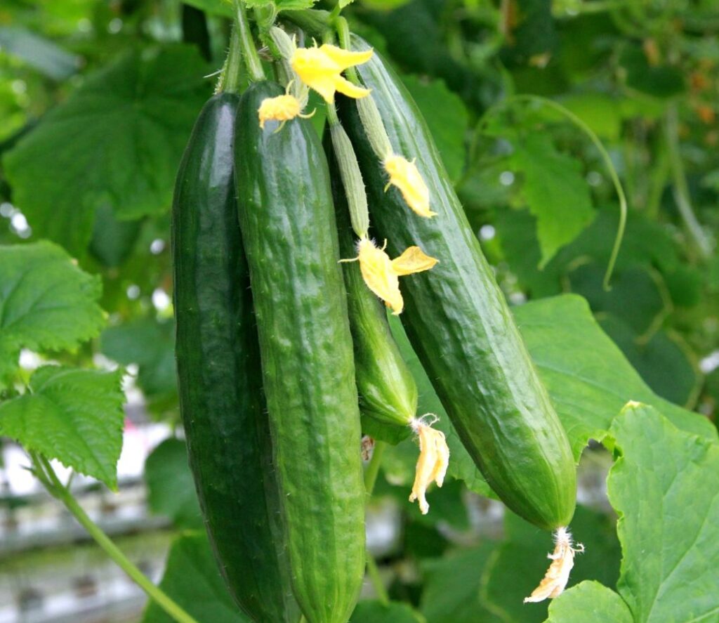 cucumber